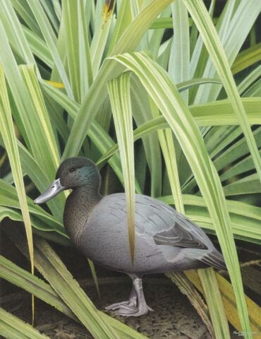 Pato de la Islas Chatham (Anas chathamica)
