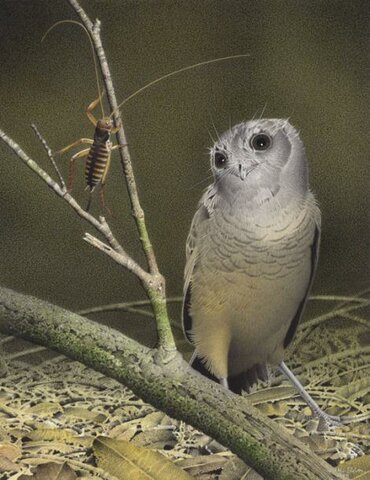 Chotacabras mochuelo de Nueva Zelanda (Aegotheles cristatus)