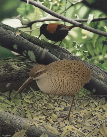 Karamu (Capellirallus karamu)