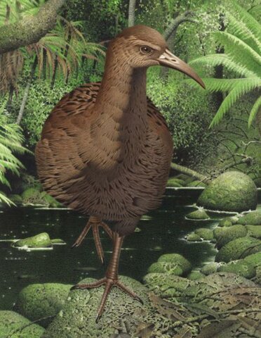 Rascón de Hawkins (Diaphorapteryx hawkinsi)