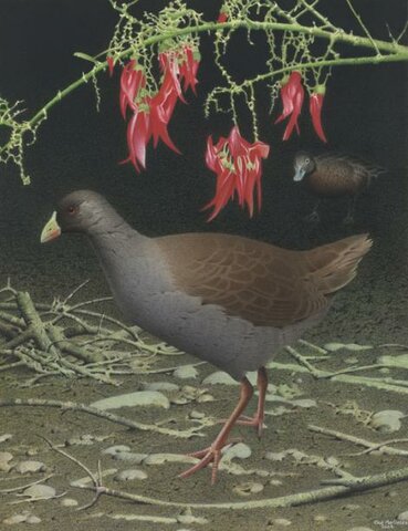 Gallineta de Hodgen (Tribonyx hodgenorum)