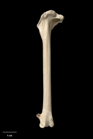 Petrel de Imber (Pterodroma imberi)