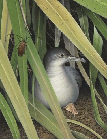 Pardela de Scarlett (Puffinus spelaeus)