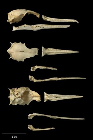 Cormorán de Kohatu (Leucocarbo septentrionalis)