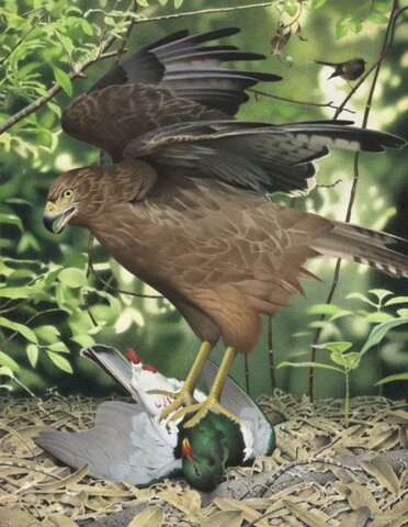 Aguilucho de Eyles (Circus teauteensis)