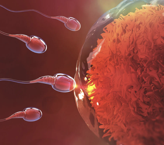 First Trimester: Conception through Week 12