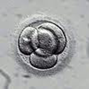 First Trimester: Day 2