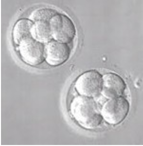 First Trimester: Day 3