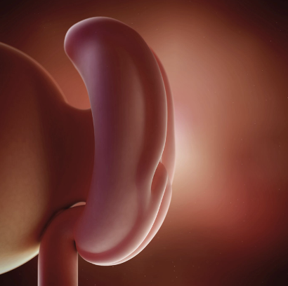 First Trimester: 4 Weeks