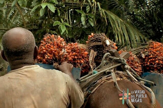 Derecho a la propiedad colectiva de Comunidades Negras.
