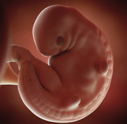 First Trimester: 6 Weeks