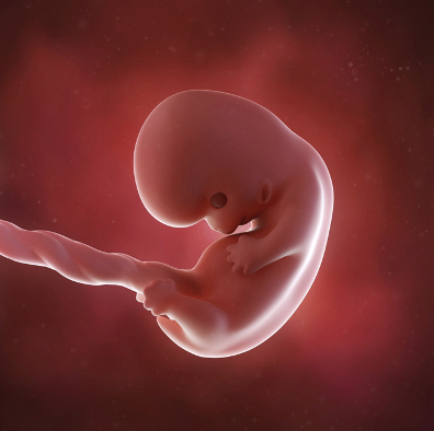 First Trimester: 8 Weeks