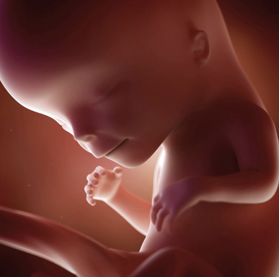 First Trimester: 12 Weeks