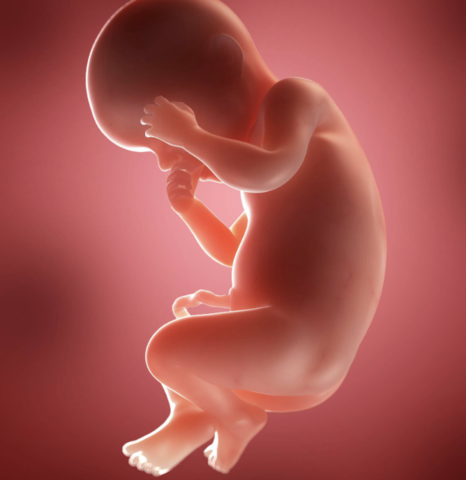 Third Trimester: 30 Weeks