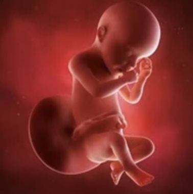 Third Trimester: 32 Weeks