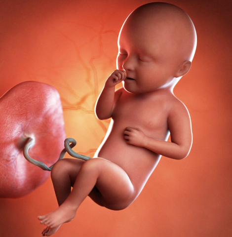 Third Trimester: 34 Weeks