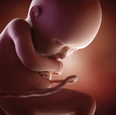 Third Trimester: 36 Weeks