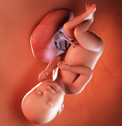 Third Trimester: 38 Weeks