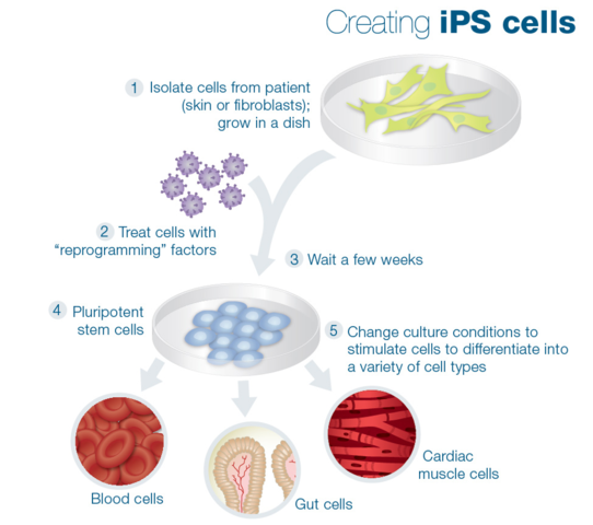 Medicina regenerativa