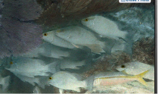 The first underwater colour photo was taken .