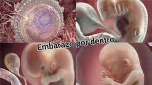 CONCEPCIÓN Y DESARROLLO EMBRIONARIO
