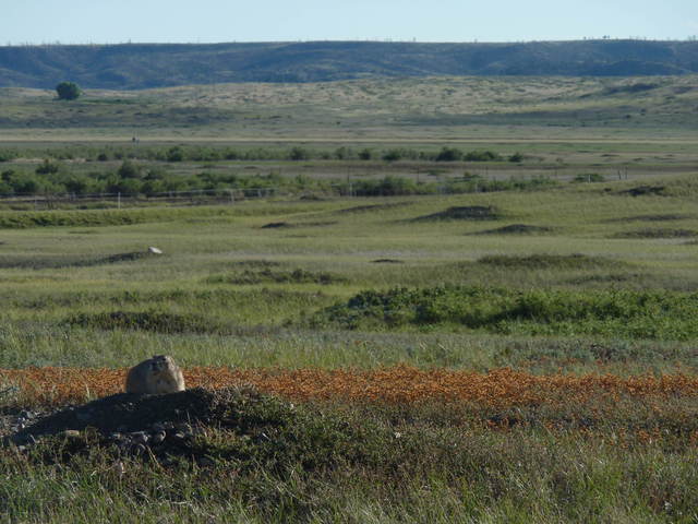 the men investagated a prarie dog town