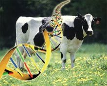 Leche Transgenica