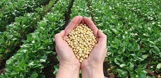 Soya Transgenica