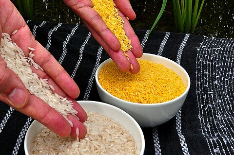 Biotecnologia:“Arroz dorado”