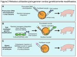 Cerdos Sin Hemofilia