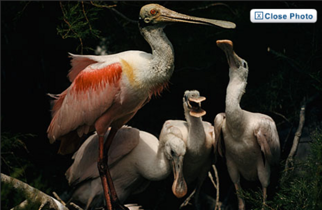 The first all colour magazine