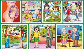 Etapas bio-psico sociales del desarrollo humano