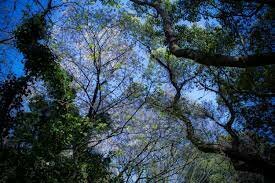 The Birth of a Theory: Natural Farming