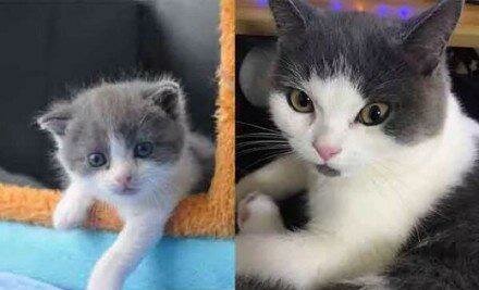 MASCOTA CLONADA (BIOTECNOLOGÍA)