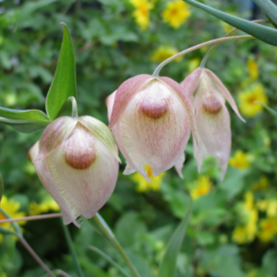 Timeline: White Fairy Lantern