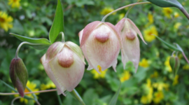 Timeline: White Fairy Lantern