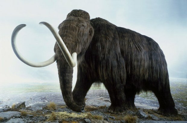 CÉLULAS DE MAMUT (BIOTECNOLOGÍA)