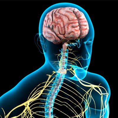 Timeline: Historia del sistema nervioso