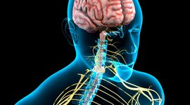 Timeline: Historia del sistema nervioso