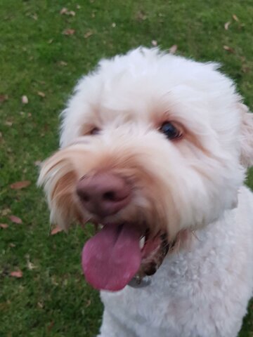 getting my first dog🐕