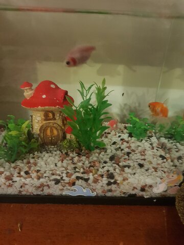 getting my fishes🐠