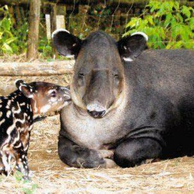 Timeline: Historia Colegio Departamental Integrado San Cayetano