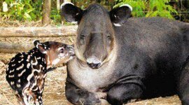 Timeline: Historia Colegio Departamental Integrado San Cayetano