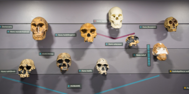 HOMBRE DE NEANDERTAL