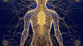 Timeline: UN POCO DE HISTORIA SOBRE EL ESTUDIO DEL SISTEMA NERVIOSO