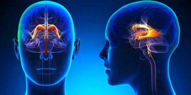 los  ventrículos cerebrales