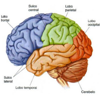 Timeline: UN POCO DE HISTORIA SOBRE EL ESTUDIO DEL SISTEMA NERVIOSO