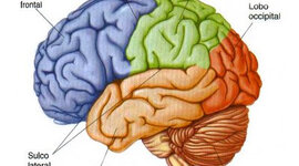 Timeline: UN POCO DE HISTORIA SOBRE EL ESTUDIO DEL SISTEMA NERVIOSO