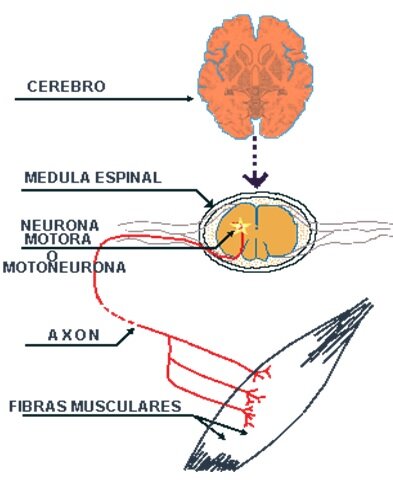 excitación muscular