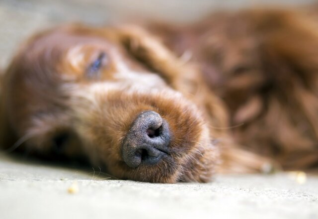 Plainte de R. Bondonny pour Majesté